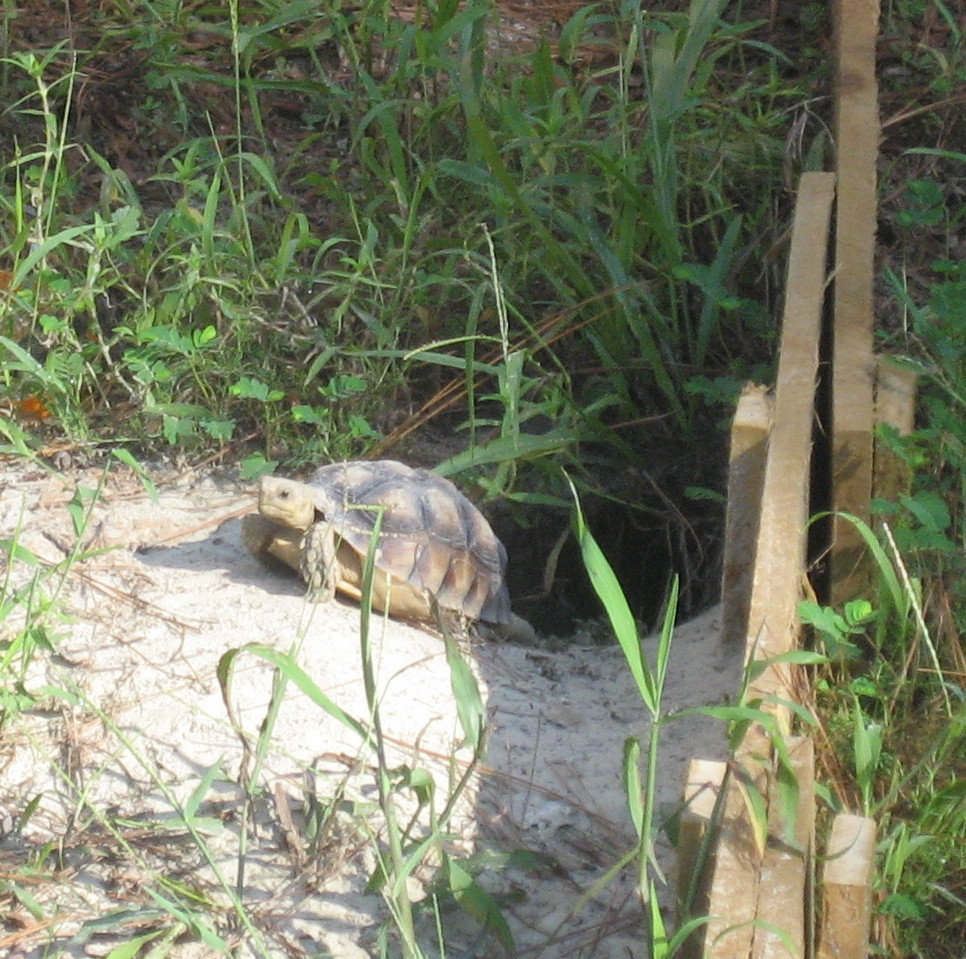 Sulcata on his front porch - 9-9-07