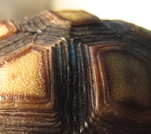Nine month old sulcata