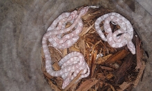 2011 Coral Snows