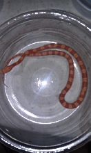 Hypo Amel