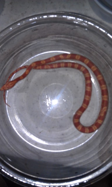 Hypo Amel