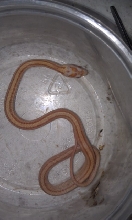2011 Hypo Butter Motley Stripe