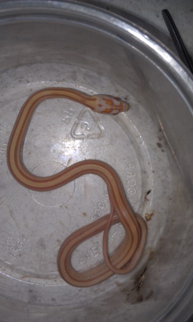 2011 Hypo Butter Motley Stripe