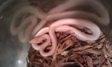 Hypo Opal Motley