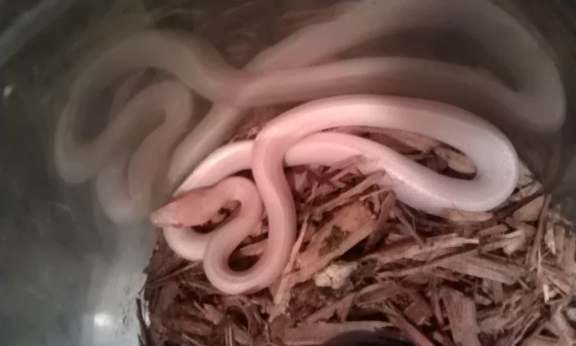 Hypo Opal Motley