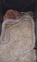 Tub cleaning day. Snow and Coral Snow