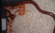 Mystery Male pic 3