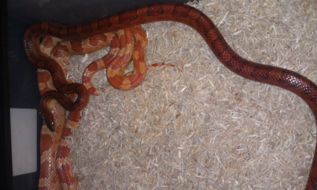 Mystery Male pic 3