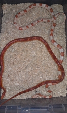 Candy Cane and Sunglow Motley
