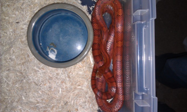 Mystery Male. What is he?
