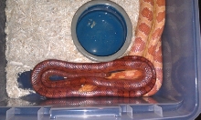 Mystery male pic 2