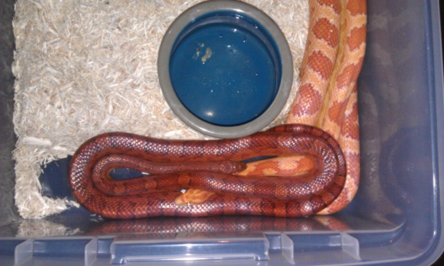 Mystery male pic 2