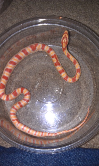 Florescent line Reverse Okeetee female yearling