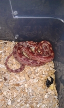 Mystery Hatchling.