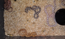2011 hatchlings