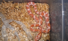 2011 hatchling