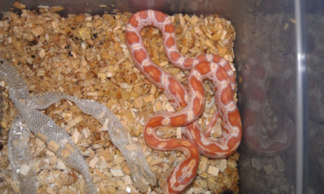 2011 hatchling