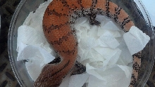 CB Super Orange Merauke Yearling