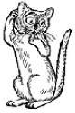cat 7