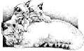 cat wit kittens