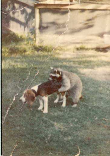 worst huntin dawg