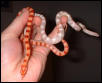 02 corns on hand