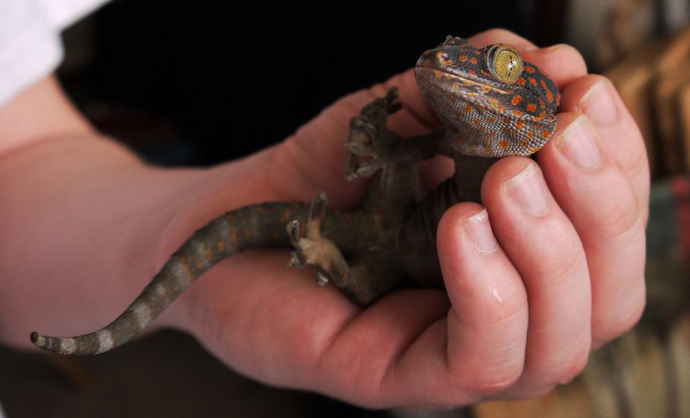 Tokay Gecko