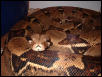 Female BCI