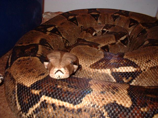 Female BCI