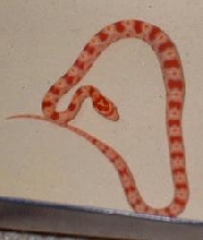 02 hatchling albino