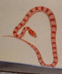 02 hatchling albino