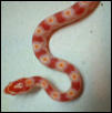 02 albino corn
