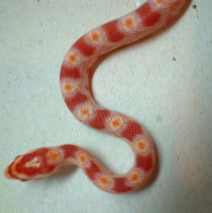 02 albino corn