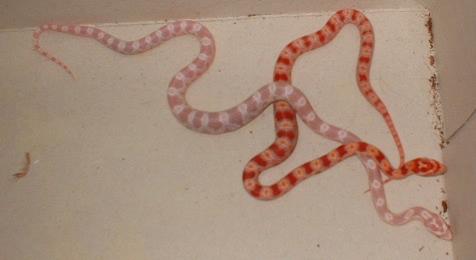 02 Hatchlings