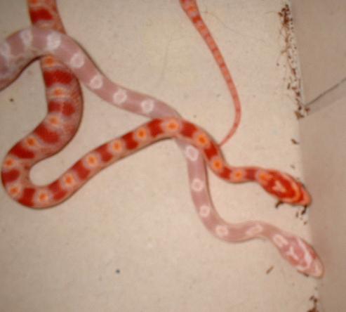 hatchlings 02