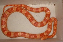 00 albino