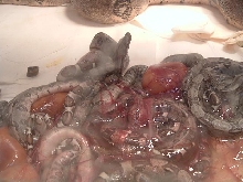 boa birth 7/20