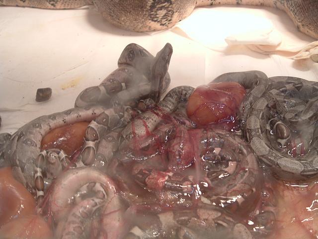 boa birth 7/20