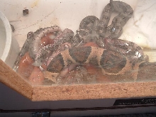 boa birth 7/20