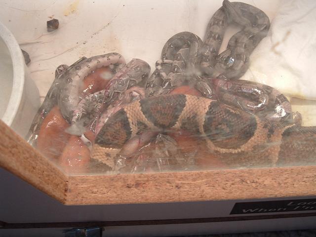 boa birth 7/20