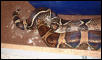 Boas courting