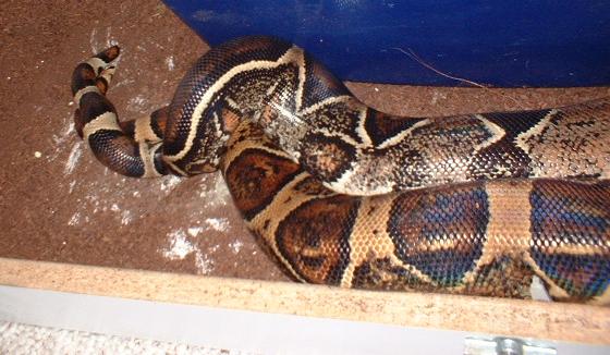 Boas courting