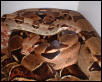BCI pair side