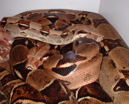 BCI pair side