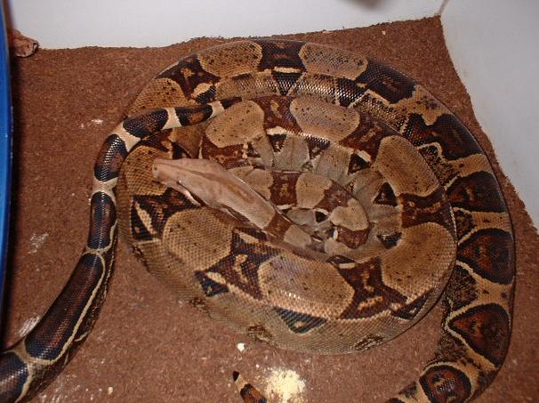 Female BCI