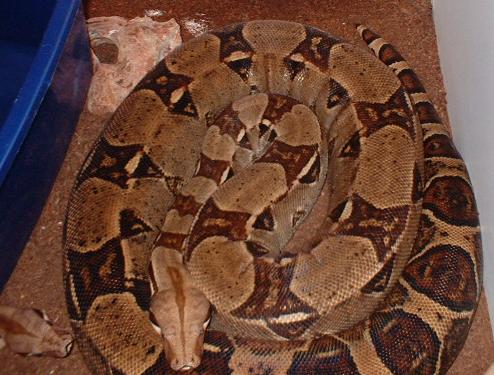 female BCI