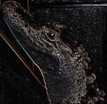 gator
