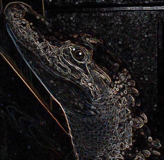 gator