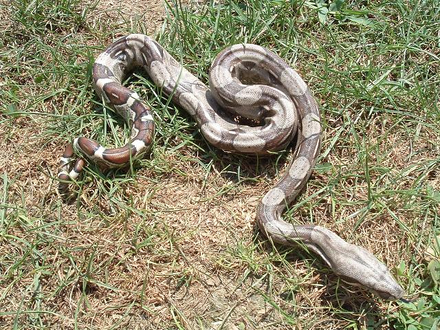 boas born 7/20