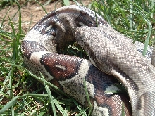 boas born 7/20